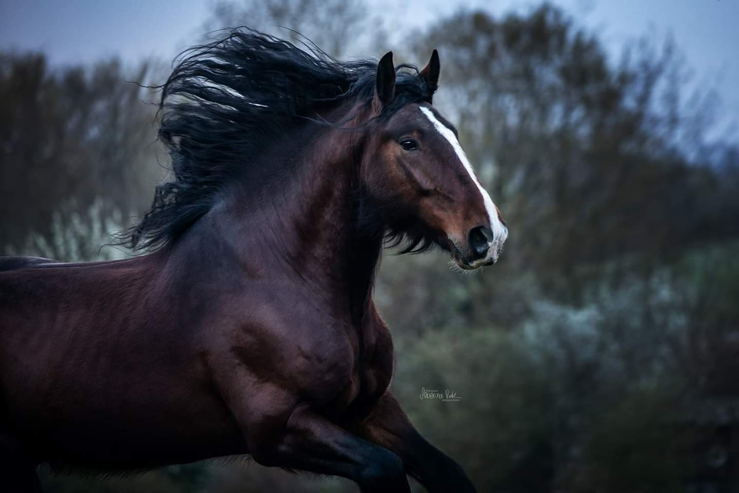 Shire Horse Warrior